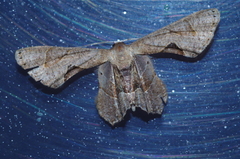 Phazaca kosemponicola