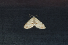 Trichopterigia consobrinaria