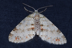 Trichopterigia consobrinaria