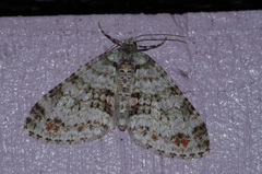 Trichopterigia consobrinaria