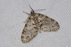 Trichopterigia consobrinaria