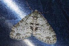 Trichopterigia consobrinaria