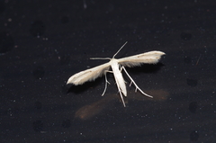 Adaina microdactyla