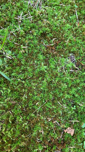 Atrichum angustatum observed 2026-09-28