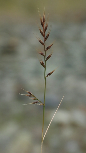 small fescue (Vulpia microstachys)