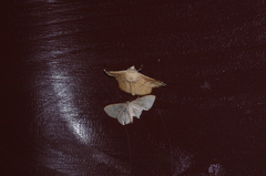 Canaea ryukyuensis
