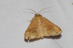Canaea ryukyuensis