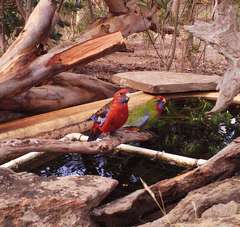 Platycercus elegans elegans