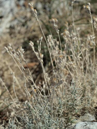Cerastium grandiflorum (Cerastium grandiflorum)