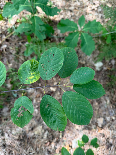 alder buckthorn
