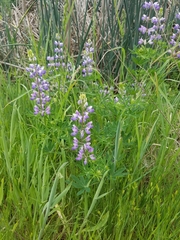 Lupinus