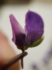 Lupinus