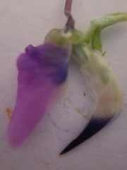 Lupinus