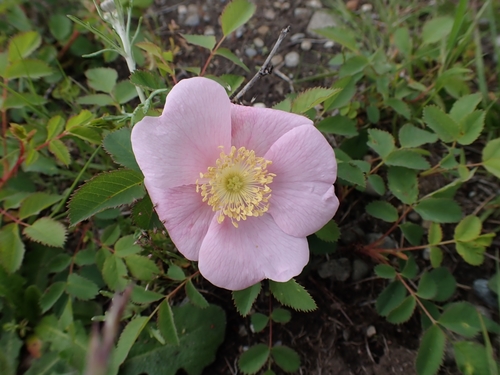 Nootka Rose