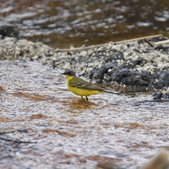 Motacilla flava thunbergi