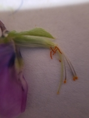 Lupinus