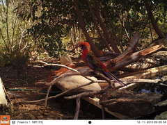 Platycercus elegans elegans