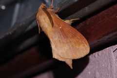 Dendrolimus okinawanus