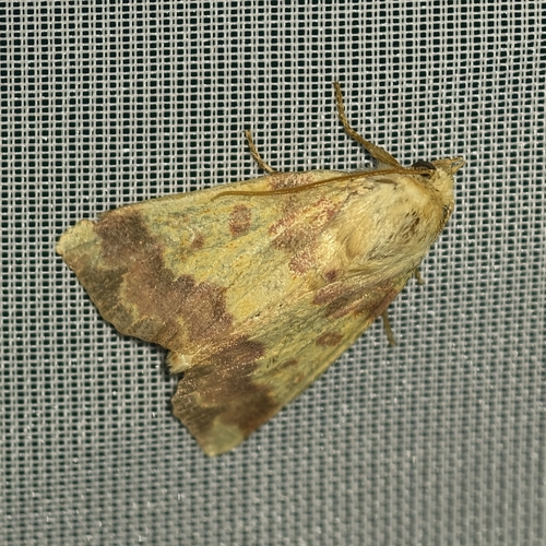 Barred Sallow
