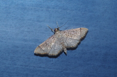 Omiodes decisalis
