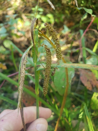 Carex crinita, 2026-09-28