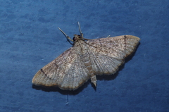 Omiodes decisalis