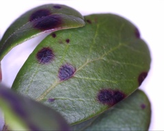 Mycosphaerella stemmatea