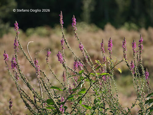 purple loosestrife