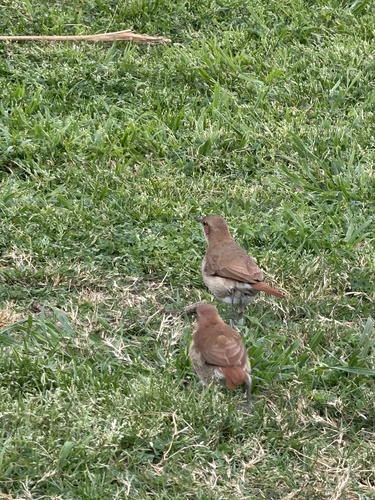 Rufous Hornero