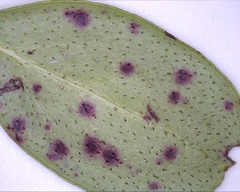 Mycosphaerella stemmatea