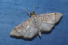 Omiodes decisalis