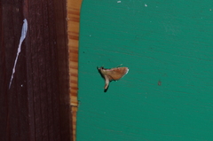 Endotricha theonalis