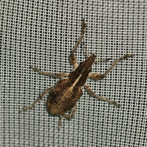 Charagmus gressorius