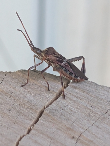 Western Conifer Seed Bug