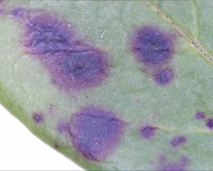 Mycosphaerella stemmatea