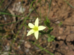 Centaurium maritimum