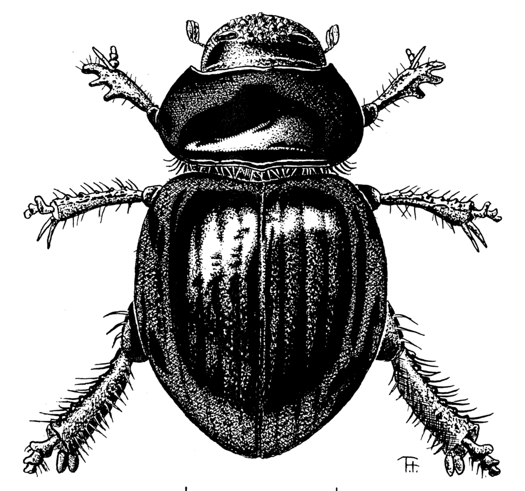 Phycocus
