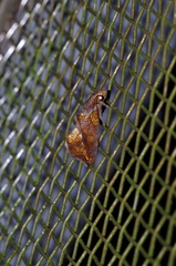 Plusiodonta coelonota