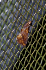 Plusiodonta coelonota