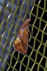 Plusiodonta coelonota