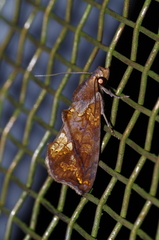 Plusiodonta coelonota