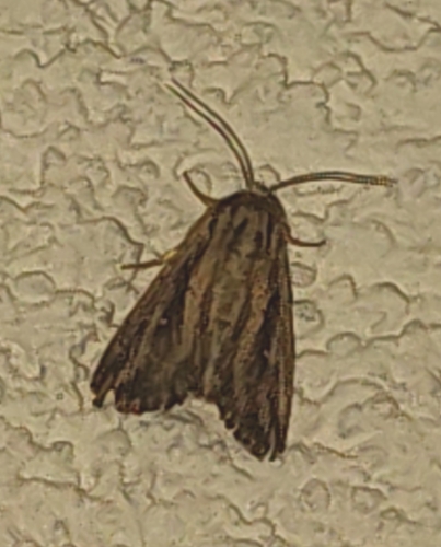 Devonshire Wainscot