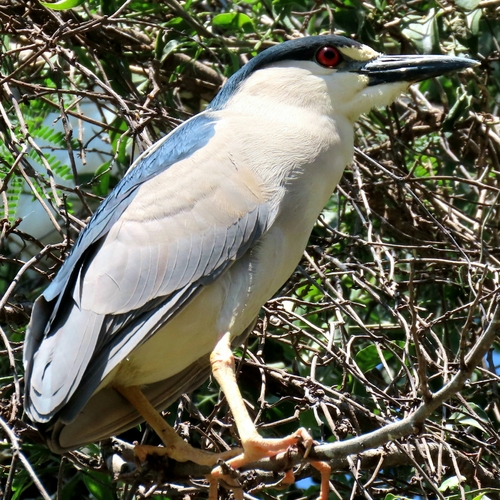 Black-crowned Night Heron