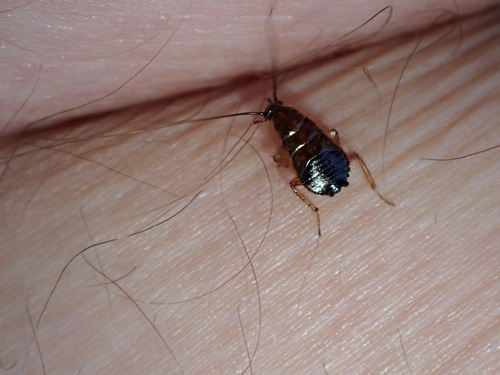 Dusky Cockroach
