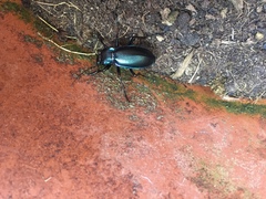 Carabus germarii