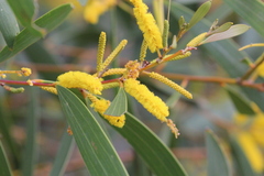 Acacia julifera