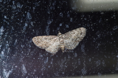 Eupithecia kuroshio