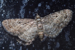 Eupithecia kuroshio
