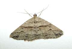 Syneora fractata