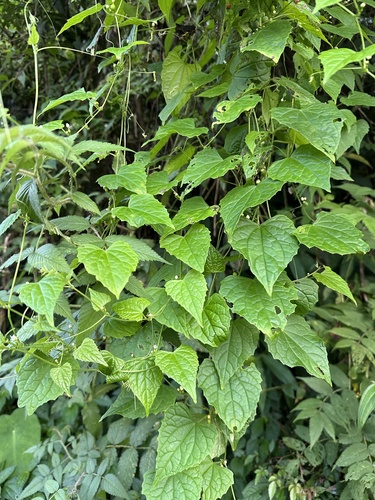 Zehneria mucronata observed 2026-09-27